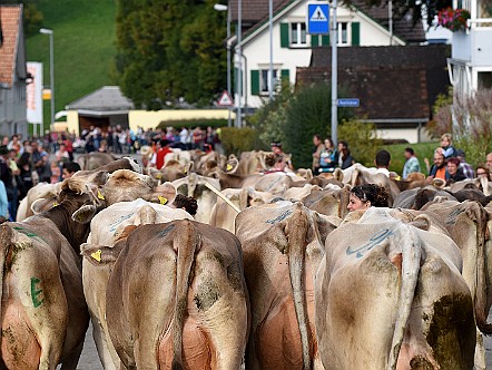 Viehtrieb durch die Strassen von Heiden nach der Viehschau.JPG