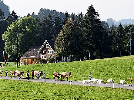 Viehzug auf dem Sankt Anton im Appenzeller Vorderland.JPG