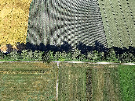 Impression von den Landwirtschaftsfeldern im Rheintal.JPG