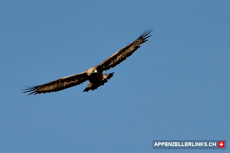 Adler mit scharfem Blick auf Beutesuche im Alpstein