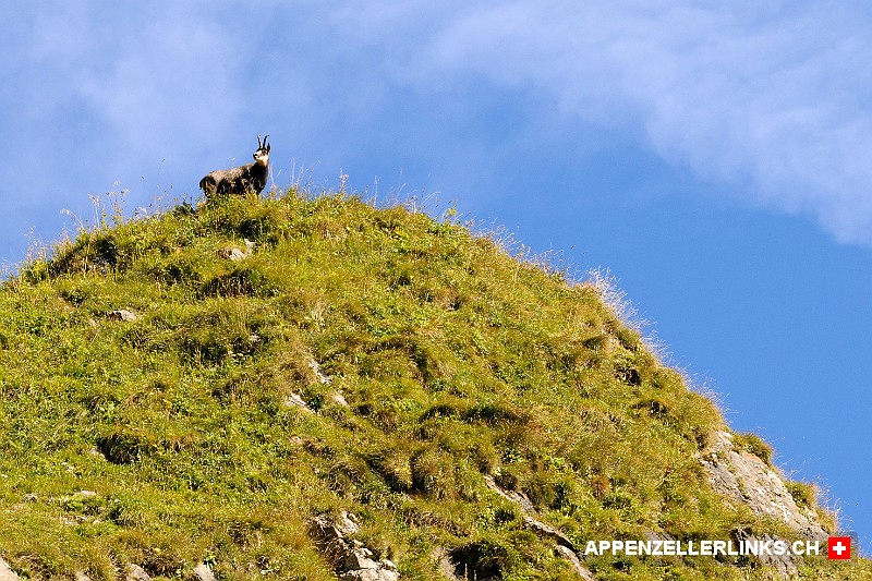 Foto-Jagd auf Hochwild im Alpstein
