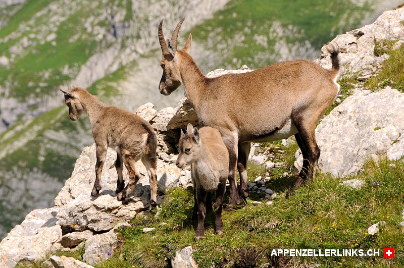 Junge Steinböcke mit Muttertier im Alpstein