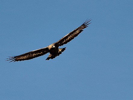 Adler mit scharfem Blick auf Beutesuche im Alpstein.jpg