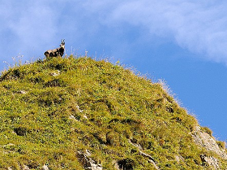 Foto-Jagd auf Hochwild im Alpstein.JPG
