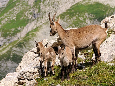 Steingeiss mit Jungtieren im Alpstein.jpg