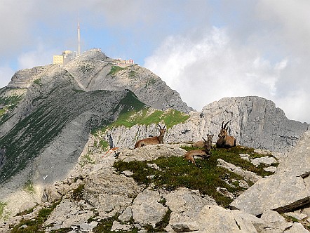 Steingeissen im Alpstein.jpg
