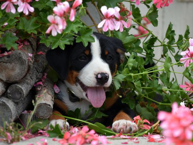 Appenzeller Sennenhunde Fotos von rein­ras­si­gen Ap­pen­zel­ler Hun­den und Wel­pen