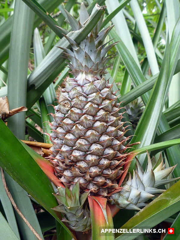 Ananas in Costa Rica 