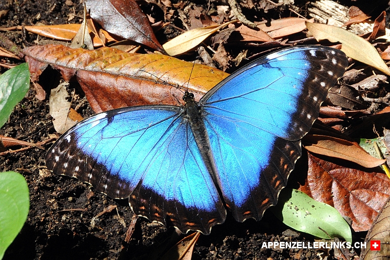 Blauer Morphofalter im Santa Elena Reservat in Costa Rica 