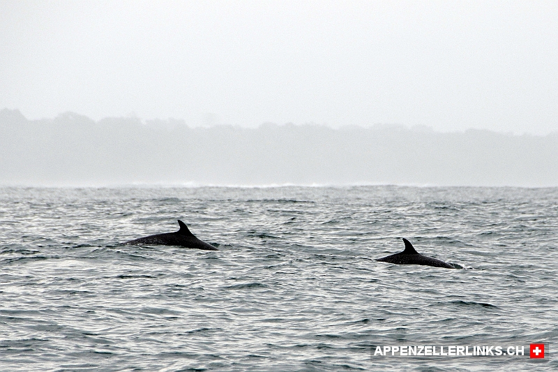 Delfine entlang der Kueste des Corcovado Nationalparks Delfine entlang der Küste des Corcovado Nationalparks