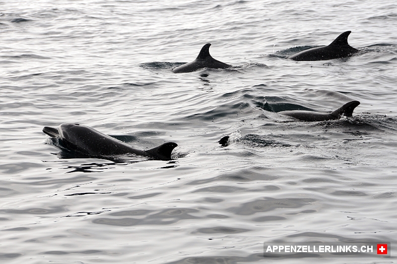 Delfine vor der Halbinsel Osa in Costa Rica 