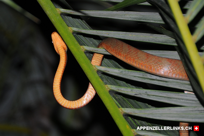 Eine von ueber Hundert Schlangenarten in Costa Rica Eine von über Hundert Schlangenarten in Costa Rica