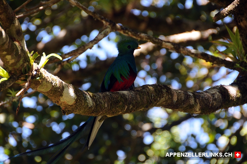 Farbenpraechtiges Quetzal Maennchen in Costa Rica