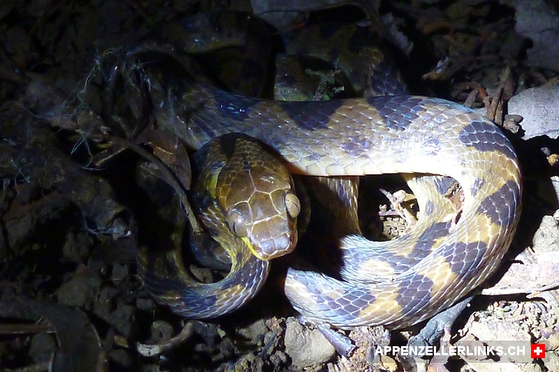 Giftschlange im Licht der Taschenlampe im Corcovado Nationalpark 