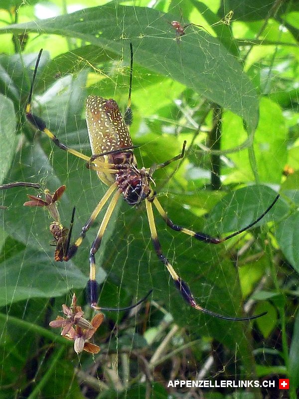 Goldene Seidenspinne in Costa Rica 