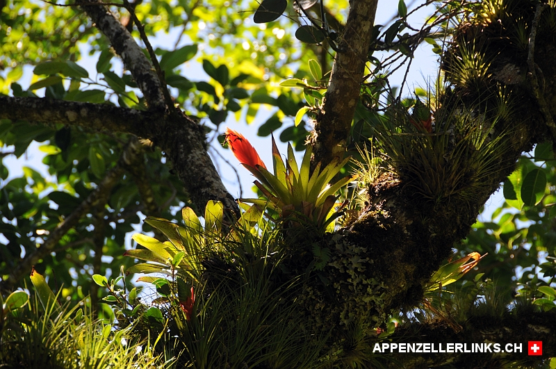 Herrliche Pflanzen und Baeume in Monteverde