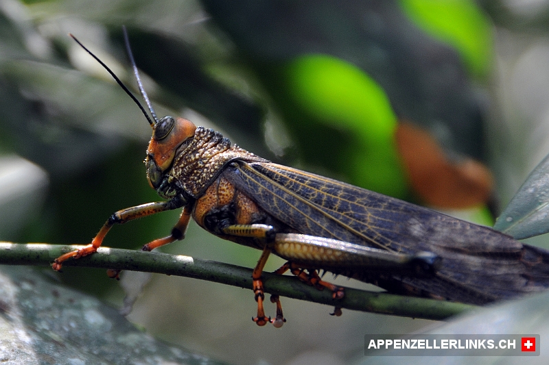 Insekt im Corcovado Nationalpark in Costa Rica 