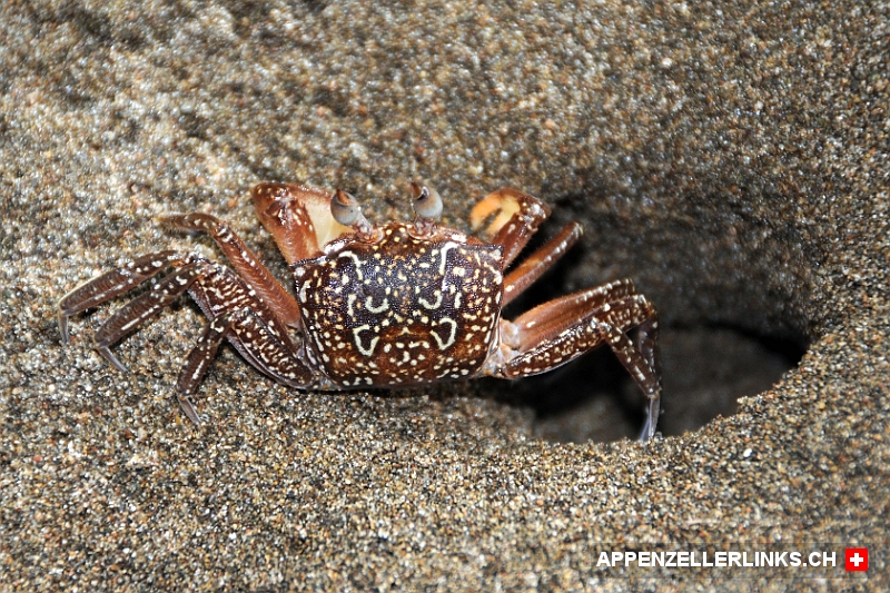 Krabbe an einem Strand im Corcovado Nationalpark 