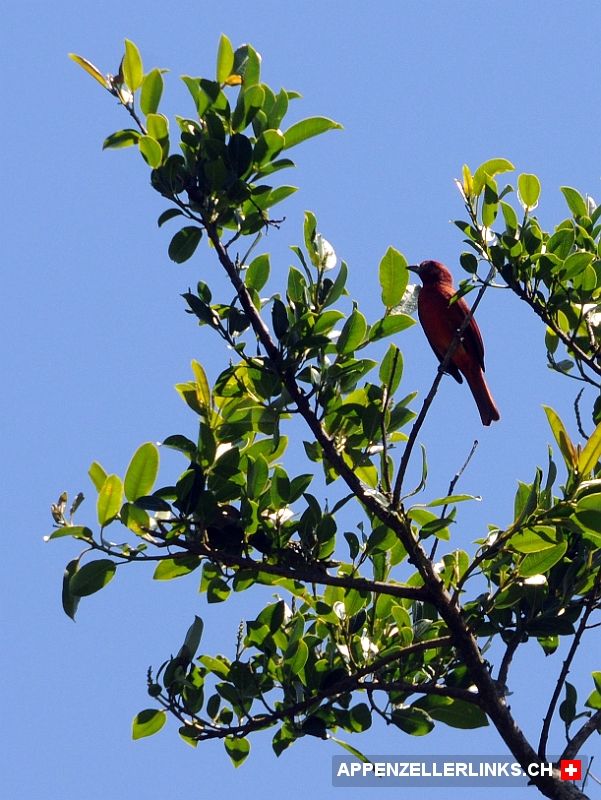 Monteverde in Costa Rica - Ein Traum fuer Vogelfreunde Monteverde in Costa Rica - Ein Traum für Vogelfreunde