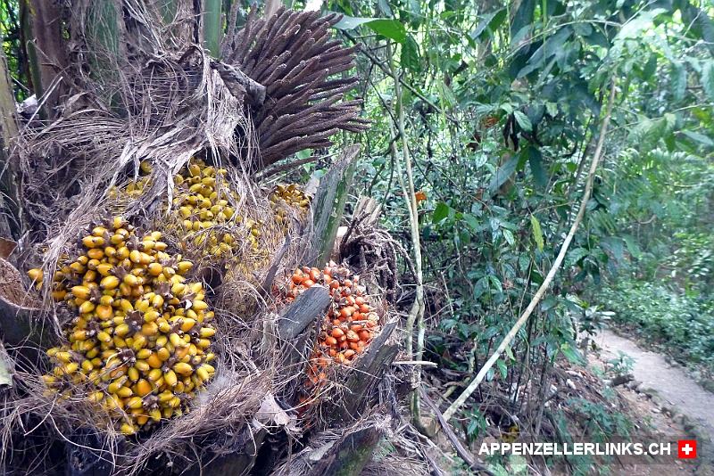 Oelpalmen-Fruechte auf der Osa-Halbinsel in Costa Rica Ölpalmen-Früchte auf der Osa-Halbinsel in Costa Rica