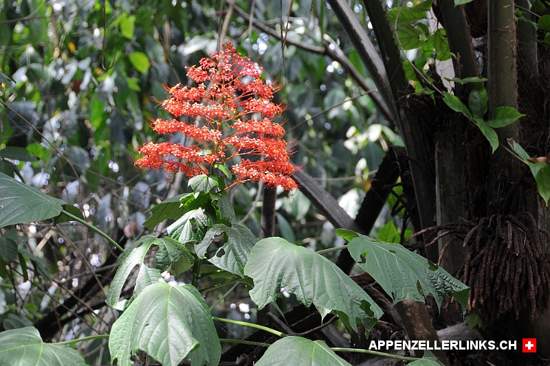 Pflanzenreichtum im Corcovado NP in Costa Rica 