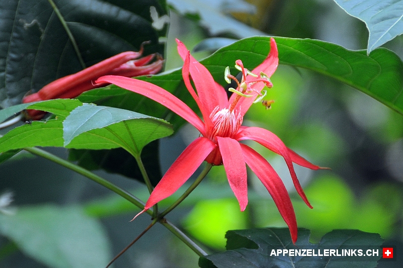 Rote Passionsblumen im Corcovado NP in Costa Rica 