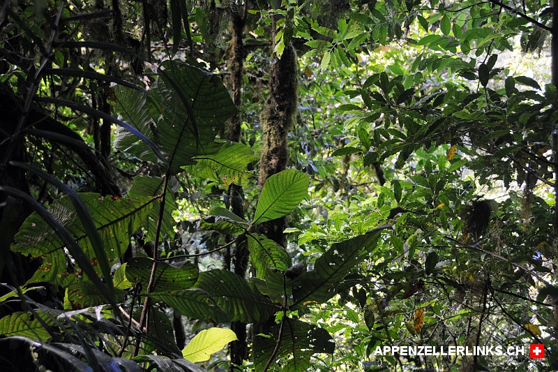 Sattes Gruen im Nebelwald-Reservat von Monteverde Sattes Grün im Nebelwald-Reservat von Monteverde