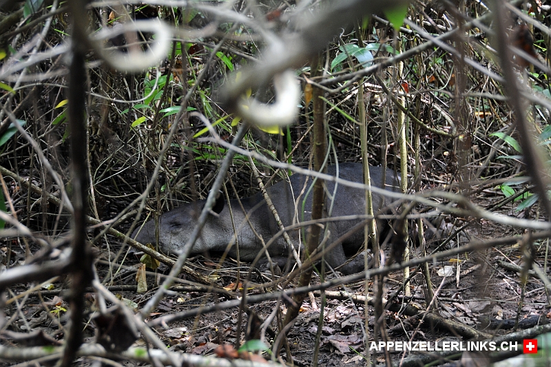 Schlafender Tapir im Corcovado NP in Costa Rica 