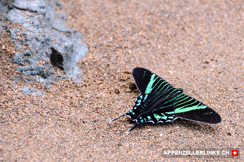 Schoener Schmetterling an einem Strand im Corcovado NP Schöner Schmetterling an einem Strand im Corcovado NP