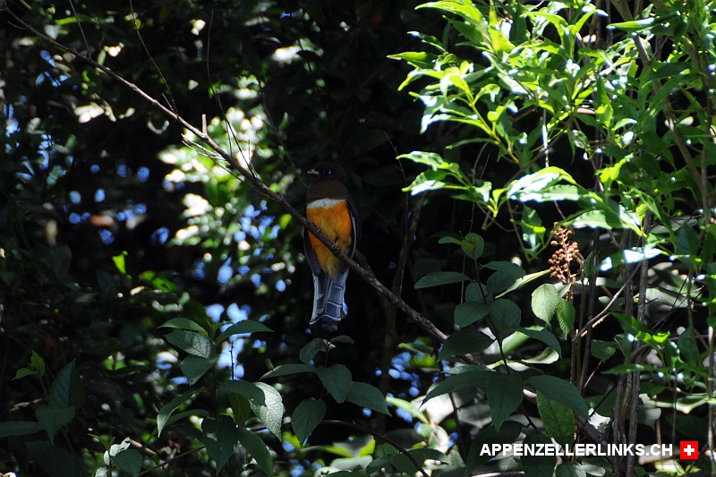 Seltene Voegel im Monteverde Reservat in Costa Rica Seltene Vögel im Monteverde Reservat in Costa Rica