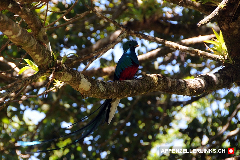 Seltener Quetzal in Costa Rica 