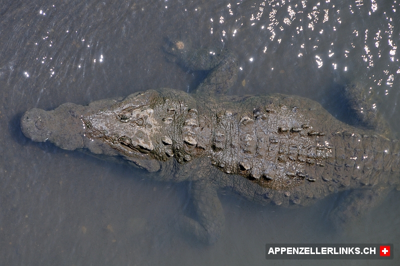 Spitzkrokodil (Crocodylus acutus) 