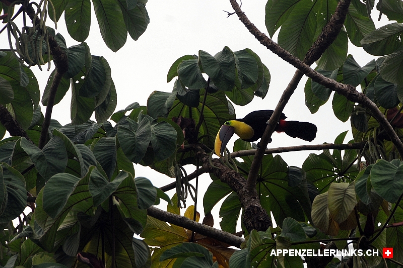 Tukan in einer Baumkrone im Corcovado Nationalpark 
