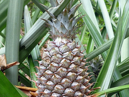 Ananas in Costa Rica