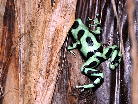 Goldbaumsteiger-Frosch in Costa Rica