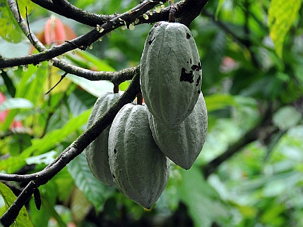 Kakao-Fruechte in Costa Rica Kakao-Früchte in Costa Rica
