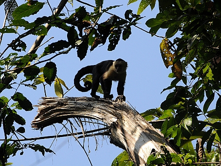Kapuzineraffe im Manuel Antonio Nationalpark