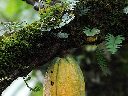 Reifende Kakao-Frucht in Costa Rica
