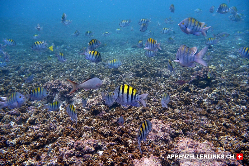 Bunte Unterwasserwelt auf Galapagos