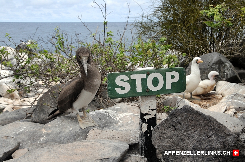 Die Tiere zeigen keine Scheu auf Galapagos 