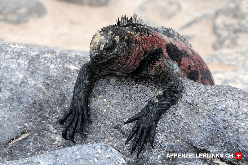 Meerechse (aka Marine iguana) 