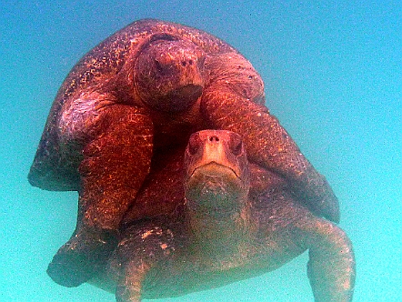 Meeresschildkröten in Paarungslaune auf Galapagos   Fotogalerie Galapagos-Inseln: Reise-Fotos vom UNESCO Welt&shy;natur&shy;erbe : Meeresschildkröten in Paarungslaune auf Galapagos. Auf und da&shy;von I Fern&shy;weh-Fotos I Reise&shy;erin&shy;ne&shy;rungen I Travel Memo&shy;ries I Out of Switzer&shy;land. Copy&shy;right:  ©&nbspFREDY ZIRN 🇨🇭 APPEN&shy;ZELLER&shy;LINKS.CH : Ferienfotos, Galapagos, Galapagos-Inseln, Reisefotos