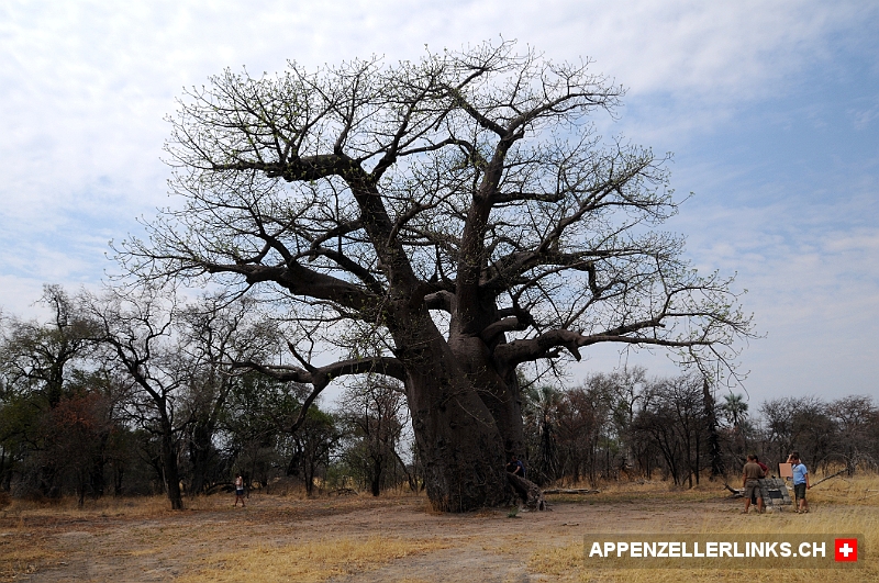 Alter Baobab Tree im Caprivi Streifen im noerdlichen Namibia Alter Baobab Tree im Caprivi Streifen im nördlichen Namibia