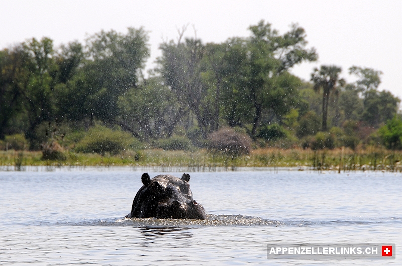 Aufgebrachter Flusspferd-Bulle im Okavango-Delta 