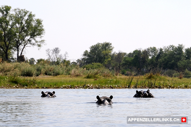 Aufmerksame Flusspferde im Okavango-Delta 