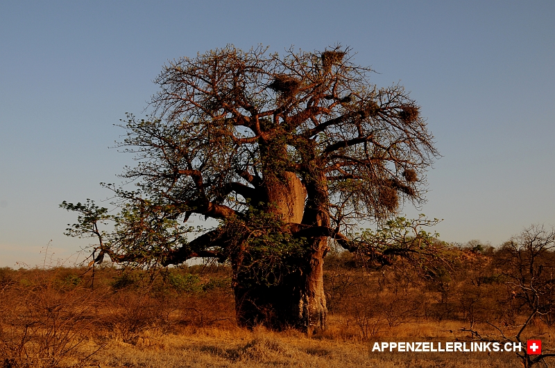 Baobab Tree in Machete (Suedafrika) Baobab Tree in Machete (Südafrika)