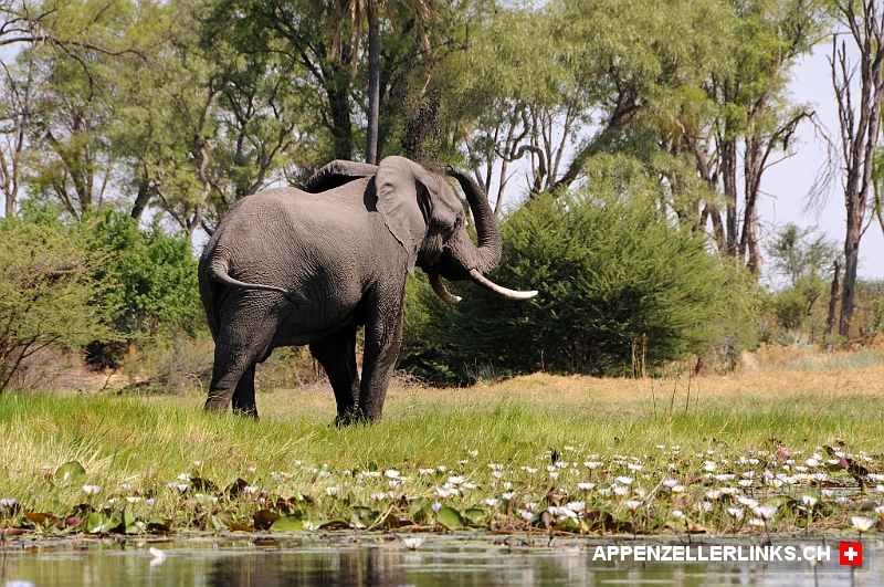 Elefant beim Duschen im Okavangodelta 