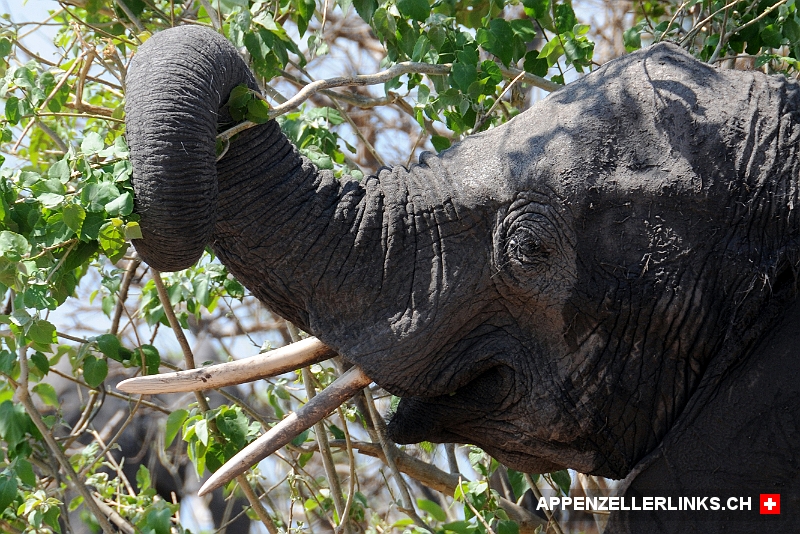 Elefant beim Fressen im Chobe Nationalpark 