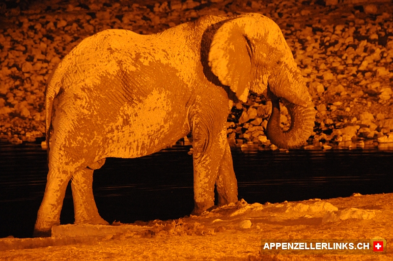 Elefant in der Nacht am Wasserloch von Okaukuejo 