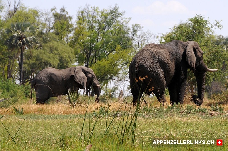 Elefanten im Okavango-Delta in Botswana 